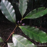 Chionanthus albidiflorus Thwaites